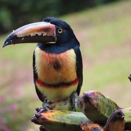 La Ceiba Tree Lodge Tilaran Ngoại thất bức ảnh