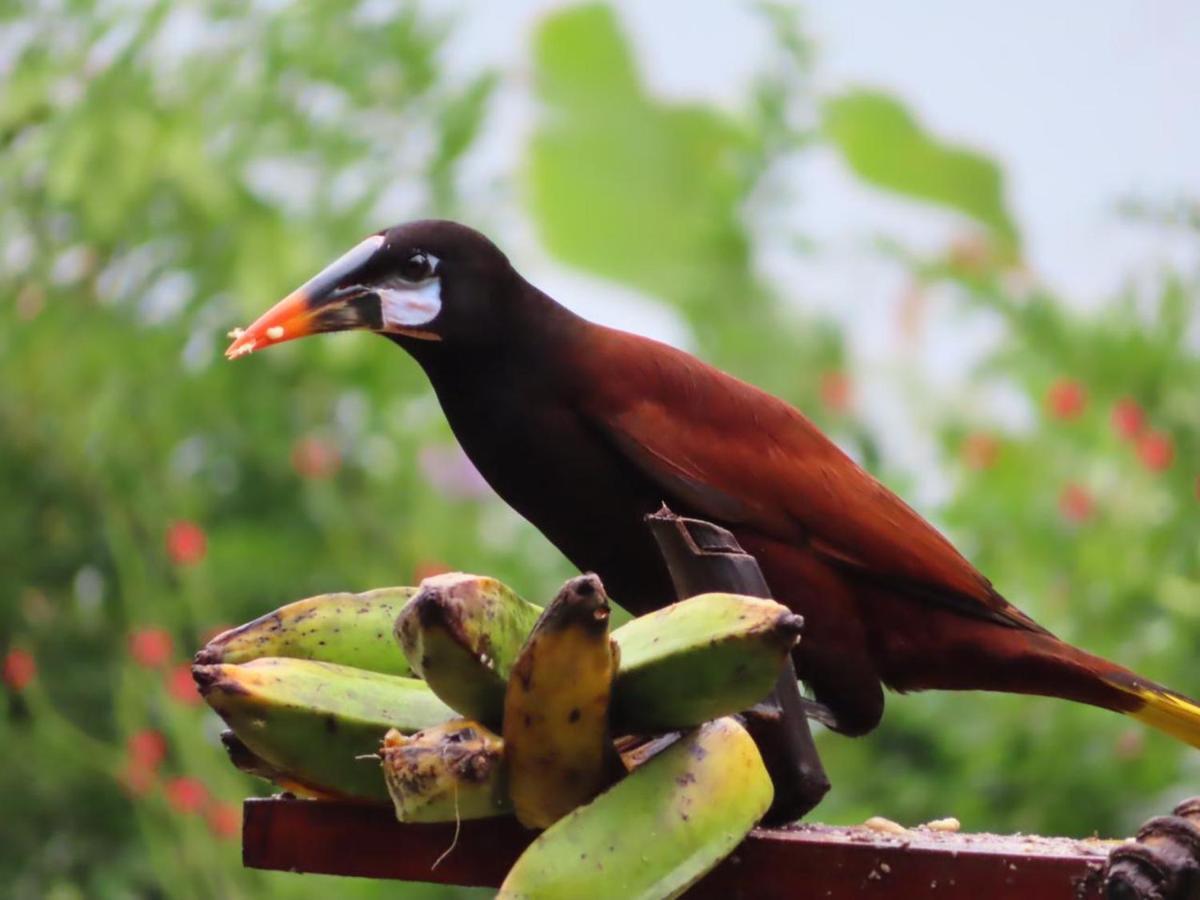 La Ceiba Tree Lodge Tilaran Ngoại thất bức ảnh