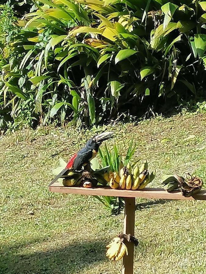 La Ceiba Tree Lodge Tilaran Ngoại thất bức ảnh