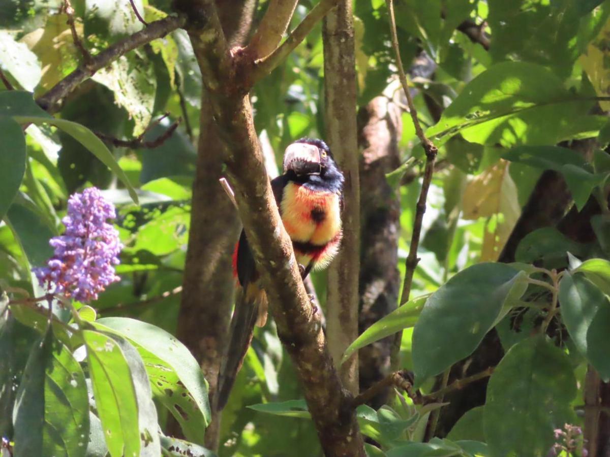 La Ceiba Tree Lodge Tilaran Ngoại thất bức ảnh