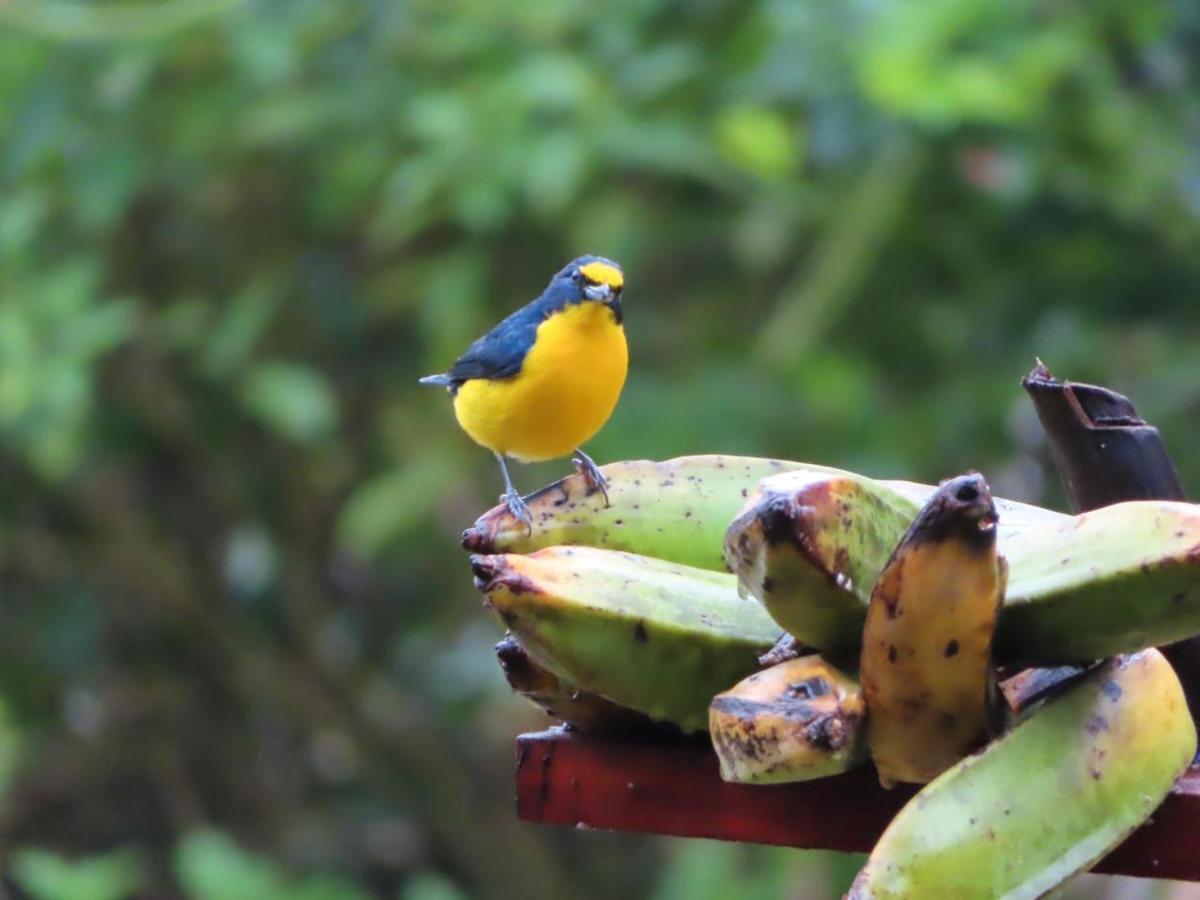 La Ceiba Tree Lodge Tilaran Ngoại thất bức ảnh