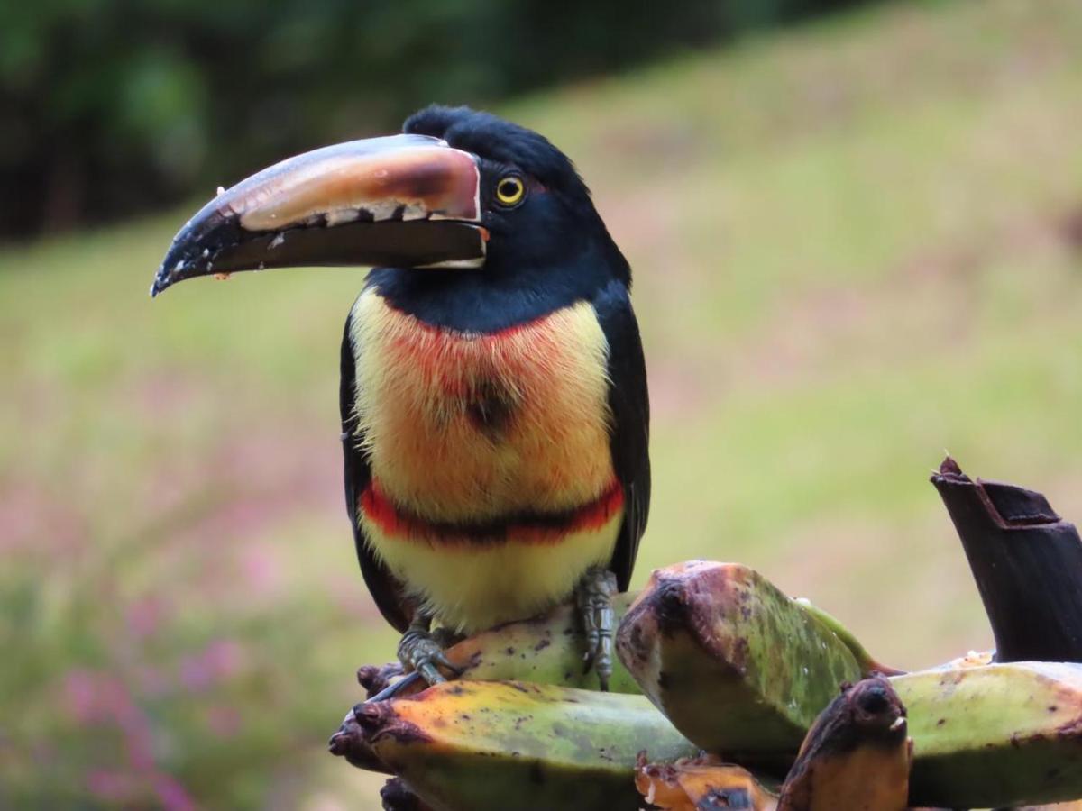 La Ceiba Tree Lodge Tilaran Ngoại thất bức ảnh