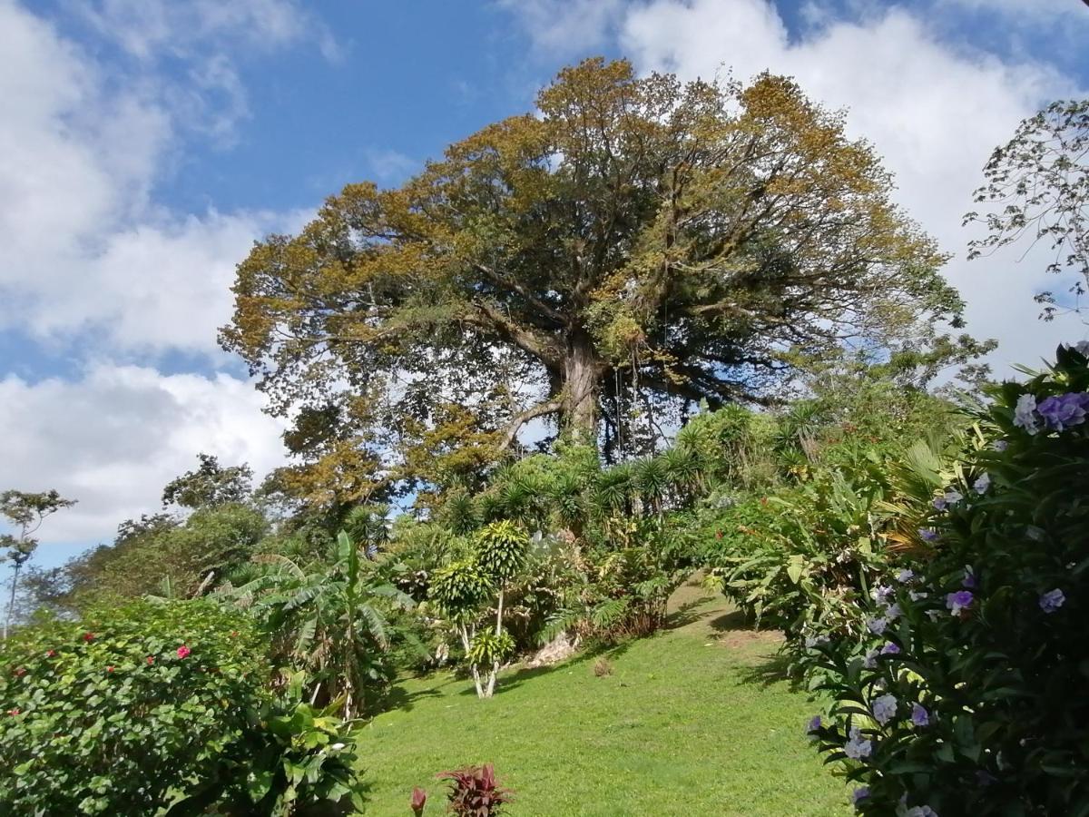 La Ceiba Tree Lodge Tilaran Ngoại thất bức ảnh