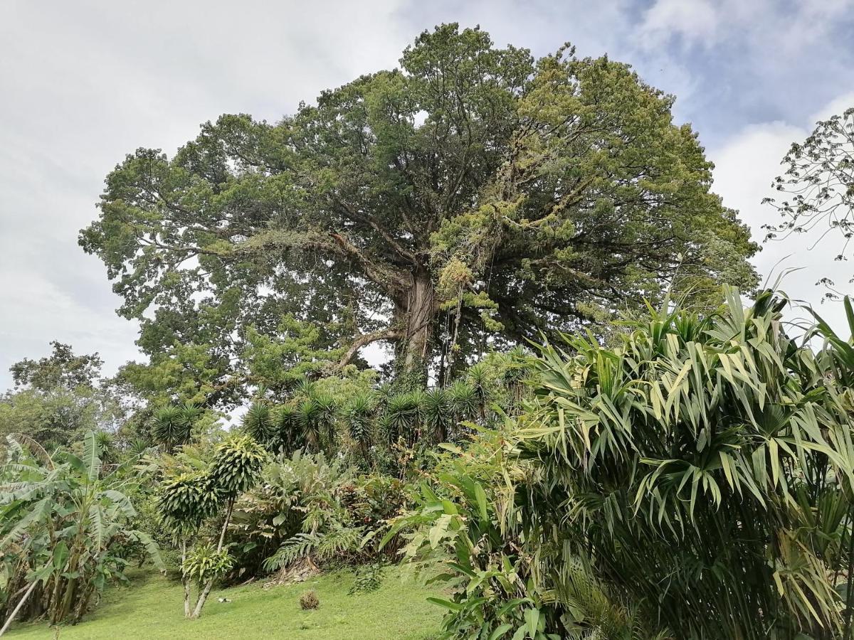 La Ceiba Tree Lodge Tilaran Ngoại thất bức ảnh
