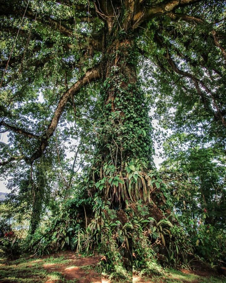 La Ceiba Tree Lodge Tilaran Ngoại thất bức ảnh