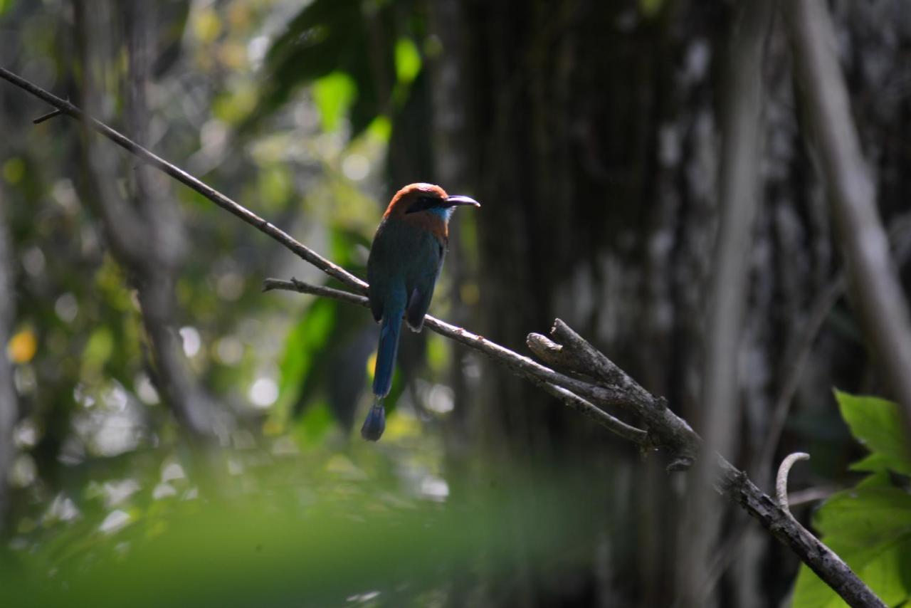 La Ceiba Tree Lodge Tilaran Ngoại thất bức ảnh